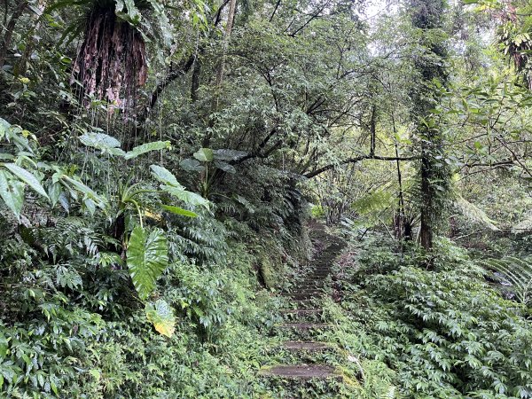 [微笑山線_第十一段] 2025_0803 五分山系_平溪小黃山段2851049