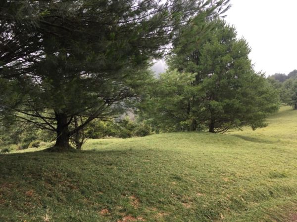 鹿林山388541