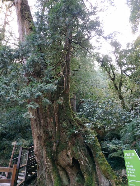 拉拉山神木群步道1657507