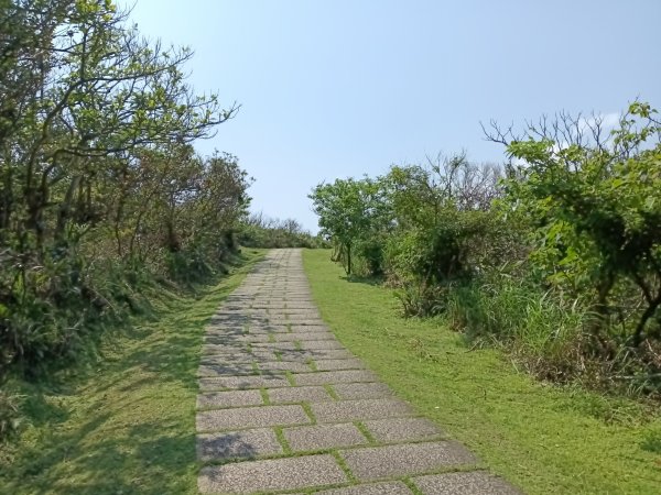 貢寮區龍洞灣岬步道+大禮堂海岸+釣客小徑+金沙灣碉堡野百合2765118