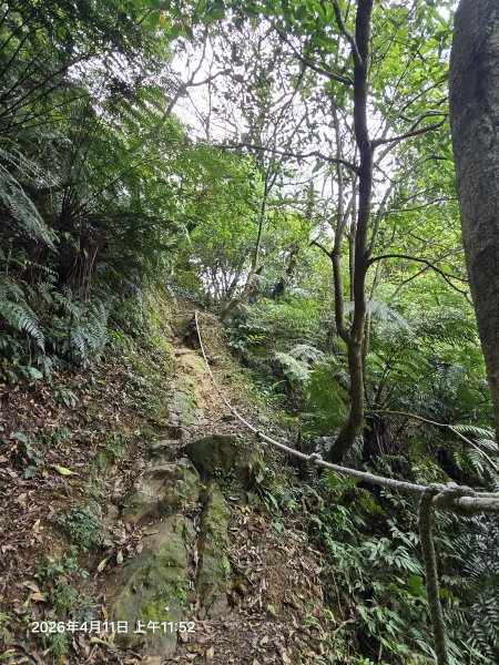 2026-04-11微笑山線：【二格山系】筆架連峰段3034599