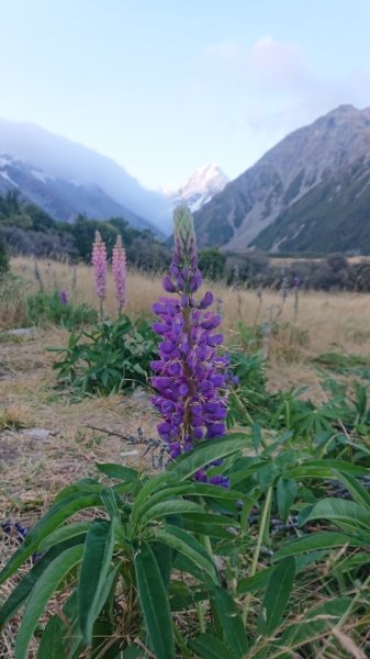 庫克山下輕健行～風和日麗篇2543179