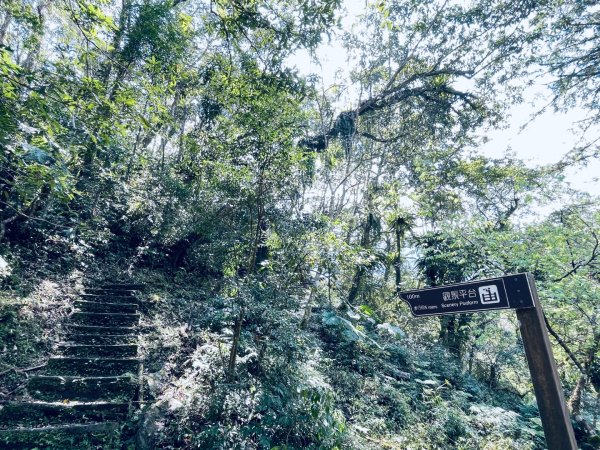 20250227 鳩之澤自然步道2736075