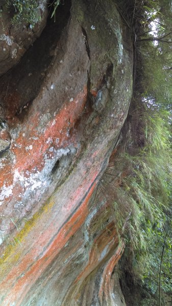 【小百岳寶石任務】#019 鳶山 H321m，又名福德坑山