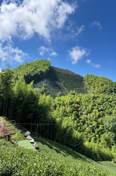 羊彎上武岫大崙山茶園尋山頭2825509