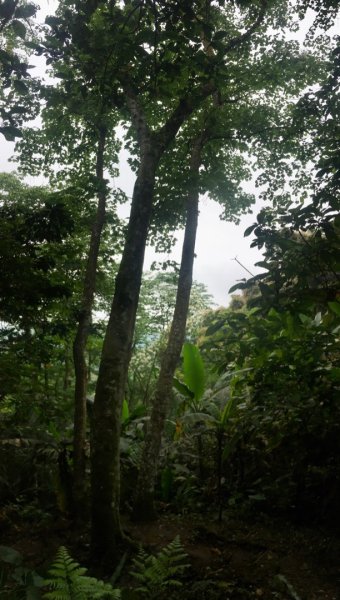 十溪（十一指古道、水中土地公、大艽芎古道、溪石亭、溪洲山、香光山寺⋯2494820