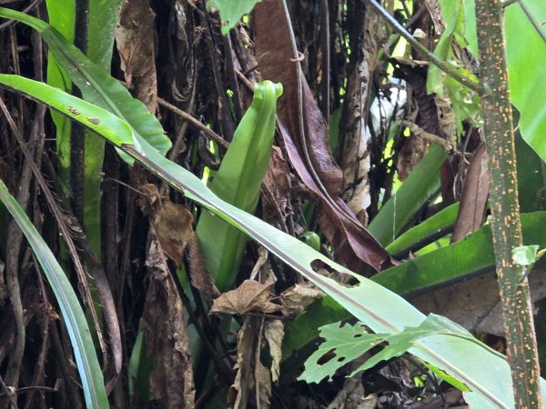 夏日的馬那邦山2786840