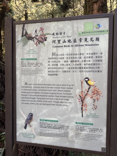 1141215大塔山步道2996118