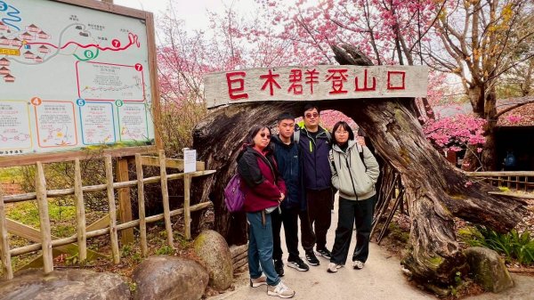 🌈2/19（四）-20（五）司馬庫斯櫻花季2日✨FB：熊熊趴爬走 🌈3004399