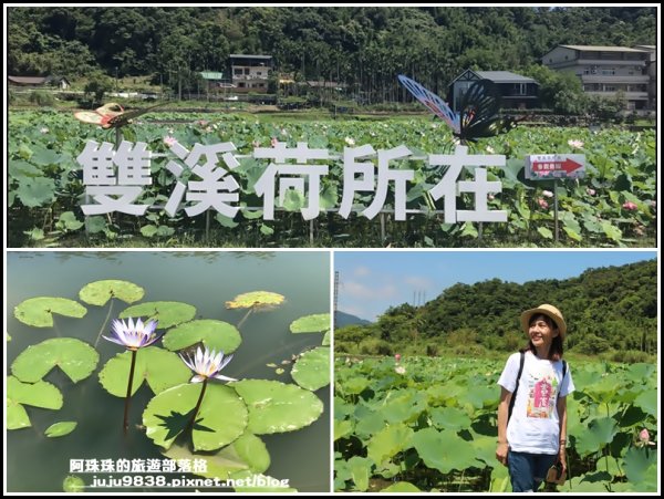 新北。雙溪荷花園｜免門票還有稼日蒔光小市集