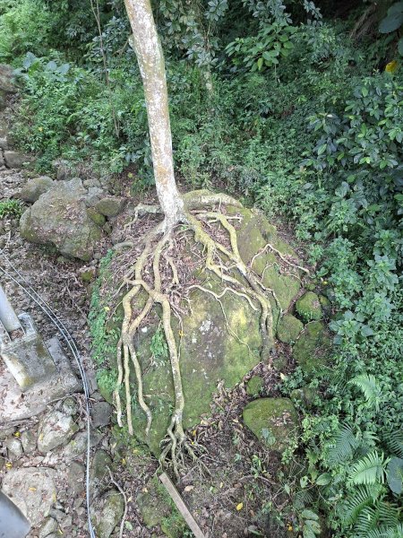 《南投》瀑布茶園｜竹山瑞龍瀑布步道及山坪頂茶山七星步道202609273124261