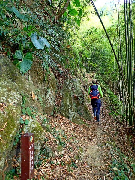 竹林饗宴--瑞太古道登雲戴山順走九芎坪山493578