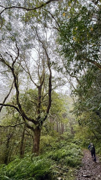 穿羅紗的「加羅湖」2943916