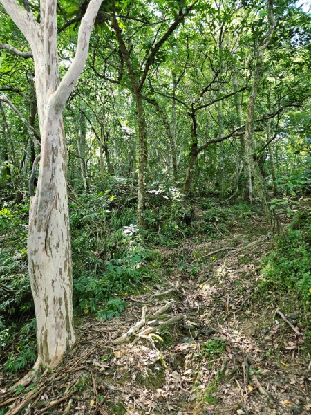 淡蘭南路第四段：𩻸魚堀溪自行車道至縣界公園2873643