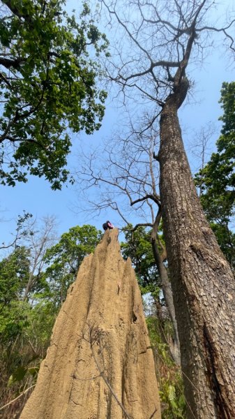 尼泊爾奇旺國家公園4天三夜2788973