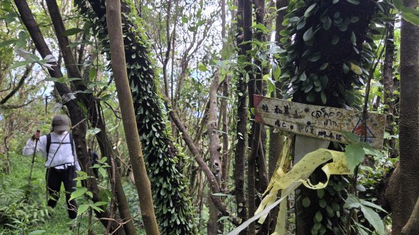 夏季的黃金十稜接九稜下門牙稜C型(草長路荒慎行)2880692