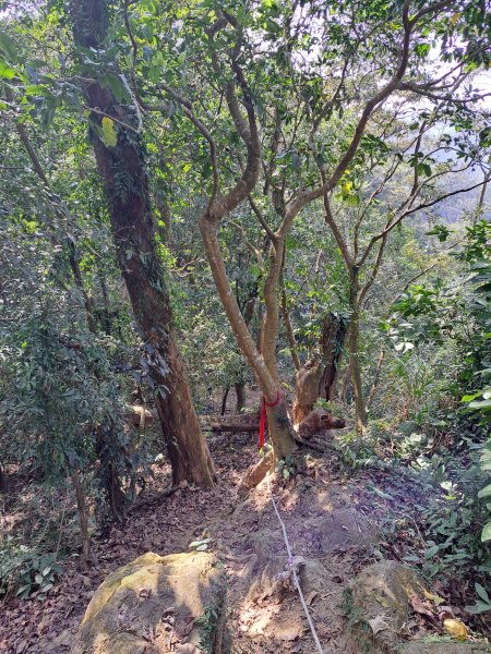 竹山八通關古道社寮段+陳東坑山+溪洲大山ｄ型走202302192037471