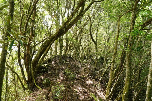 新竹 五峰 油羅山、霞山2798277