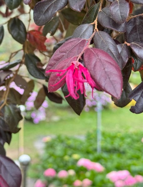 清泉 雪霸農場 野馬瞰山2925935