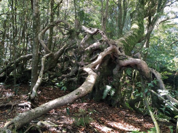 北得拉曼步道內鳥嘴山O行縱走1497751