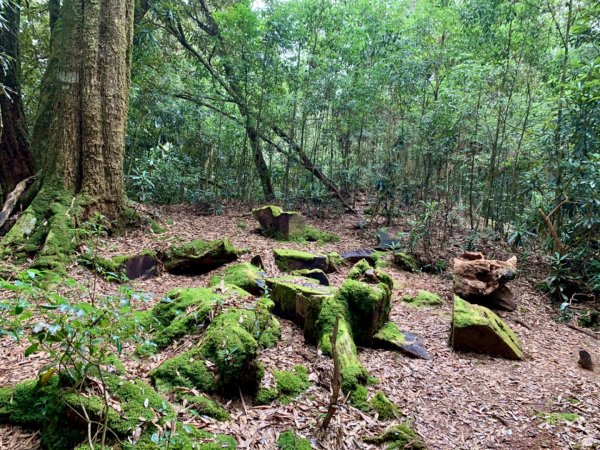 2021.03.14 「水社大山 」1307260