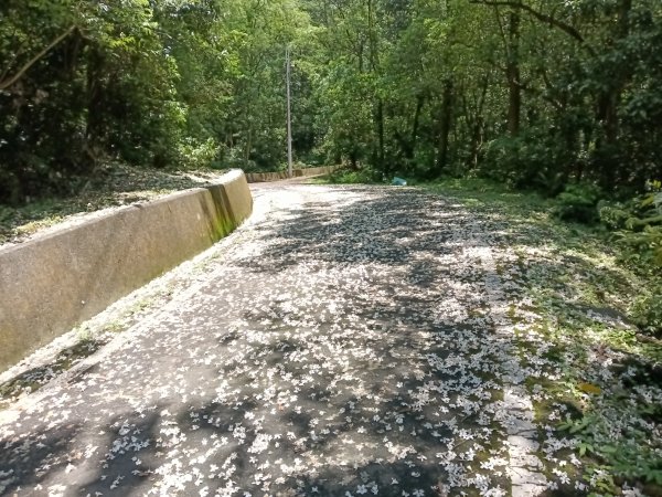 汐止區夢湖秘境桐花夢幻2773498