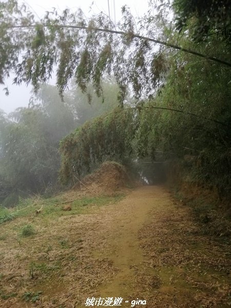 【雲嘉】超美的茶園竹林風光。小百岳集起來。#56小百岳雲嘉大尖山x二尖山x馬鞍山x#57小百岳梨子腳1453648