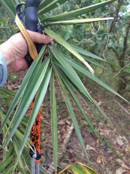 大棟山系南段 水利古道西口 上 竹高崙山 連走 鳥子嶺 坑仔內山 大崖山 下 龍目井農場2953133