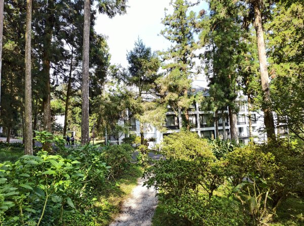 [百山百鳥尋旅-05/15] 2025_0830 溪頭賞鳥步道_賞鳥步道2875034