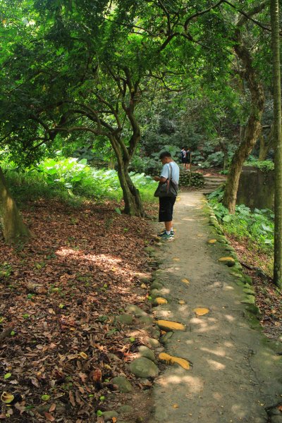 田中麒麟山森林步道 20190913691107