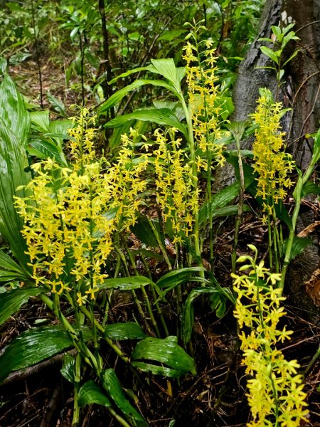 2025臺北大縱走第四段：風櫃口至中華科技大學2973491