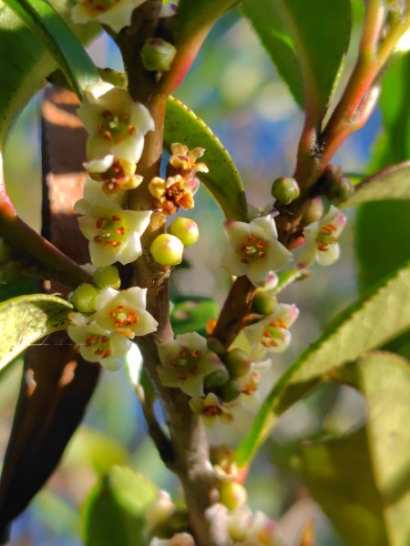 大雪山森林遊樂區 遊客中心 小神木 北三錐山 平石山西北峰2952880