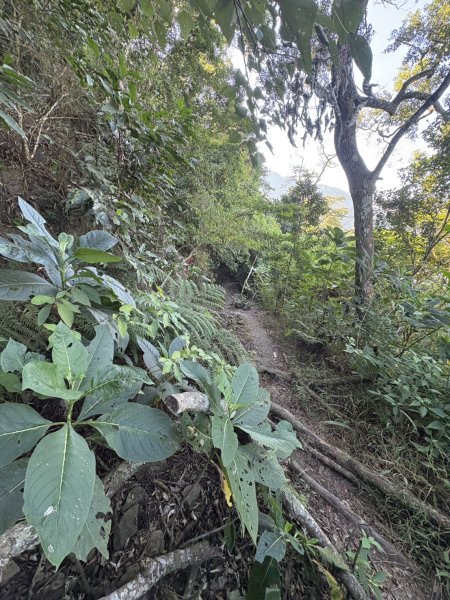 20251123三腳南山登山步道2944451