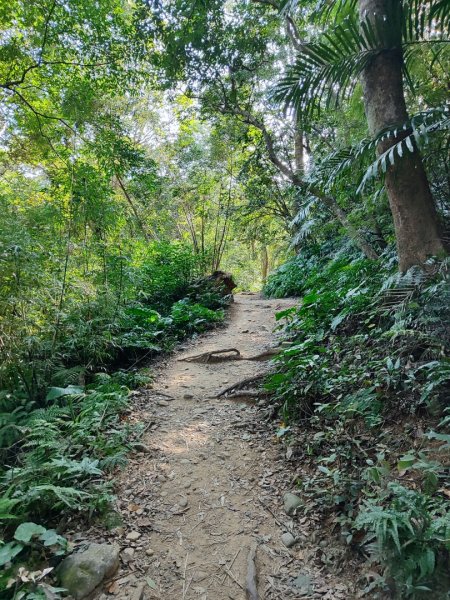 飛鳳山觀日坪古道2656239