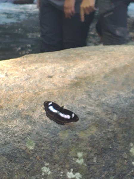 唐麻丹山 蝴蝶谷2918868