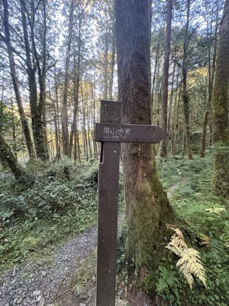 20251225塔山步道(大塔山)2970269