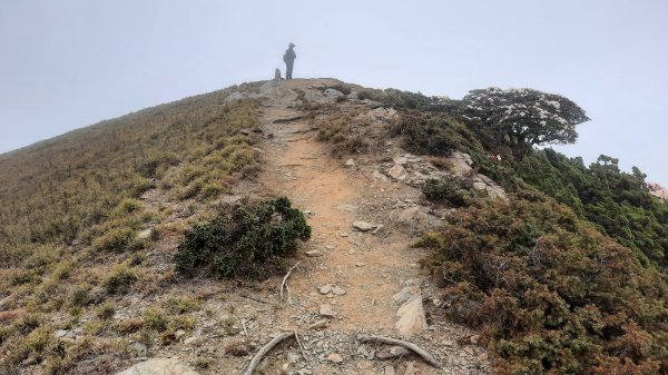 《南投》高山杜鵑盛宴｜哈哈山、石門山北峰202104181353369