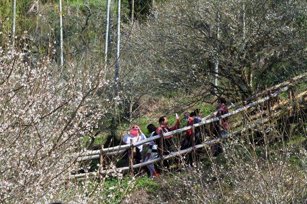 【臺南~楠西】梅嶺賞梅一~觀音步道1246920