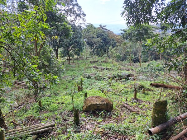 台南關子嶺枕頭山，大凍山，雞籠山步道3123319
