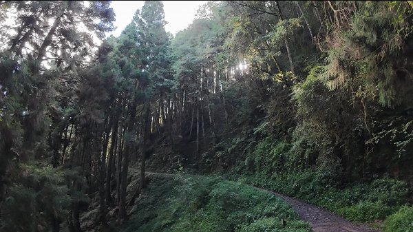 嘉義-特富野古道3120553