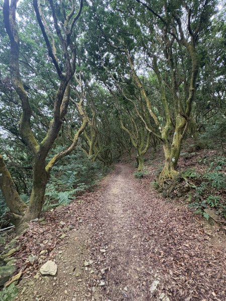 20251227尾寮山登山步道2970500