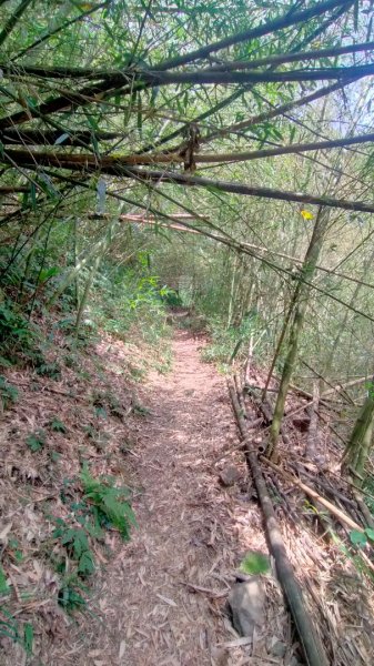 瑞太古道/奮瑞古道/雲仔山/糕仔崁古道/奮起湖 縱走1639101