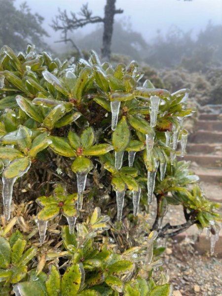 20250319～20嘉明湖國家步道🥶🥶🥶殘念😭2739774