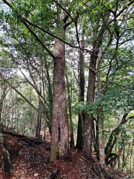波津加山-谷關七雄(老四)3015178