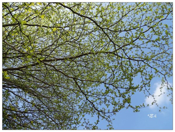 小葉欖仁/黃金雨1634902