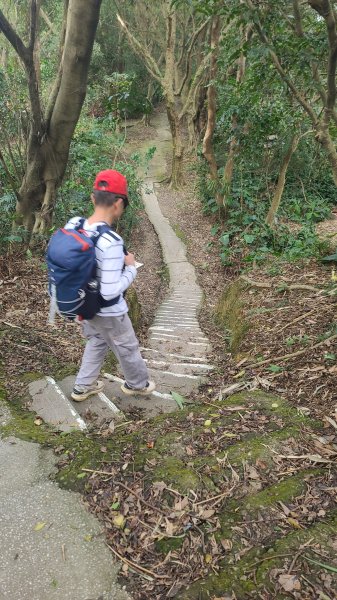 2025-0204 鶯歌_大凍山_三角埔頂山_迴龍2707961