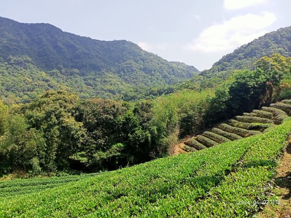 【臺北大縱走 7】樟山寺→國立政治大學 & 獲得第一回合「全程完成證書」2471652