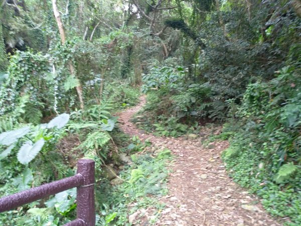 蓮華山步道上蕨類地毯1600954