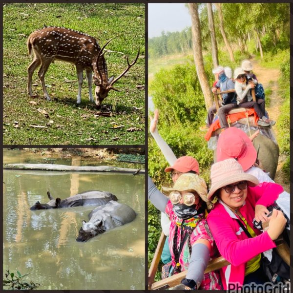 尼泊爾奇旺國家公園4天三夜2788911
