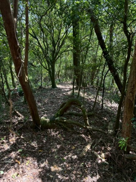 20250502 安坑七山2775102